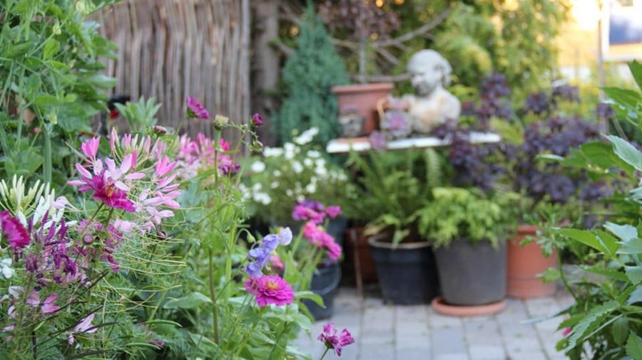 Plantemarked på Presterud gård